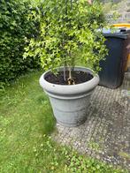Wilde citroenboom met pot, winterhard, Tuin en Terras, Planten | Bomen, Ophalen of Verzenden