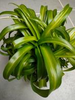 Chlorophytum, Huis en Inrichting, Kamerplanten, Ophalen
