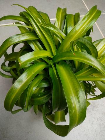 Chlorophytum beschikbaar voor biedingen