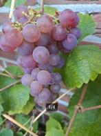 Druivenplantjes Vitis Vinifera 'Roland' (proefbaar), Tuin en Terras, Volle zon, Minder dan 100 cm, Zomer, Overige soorten