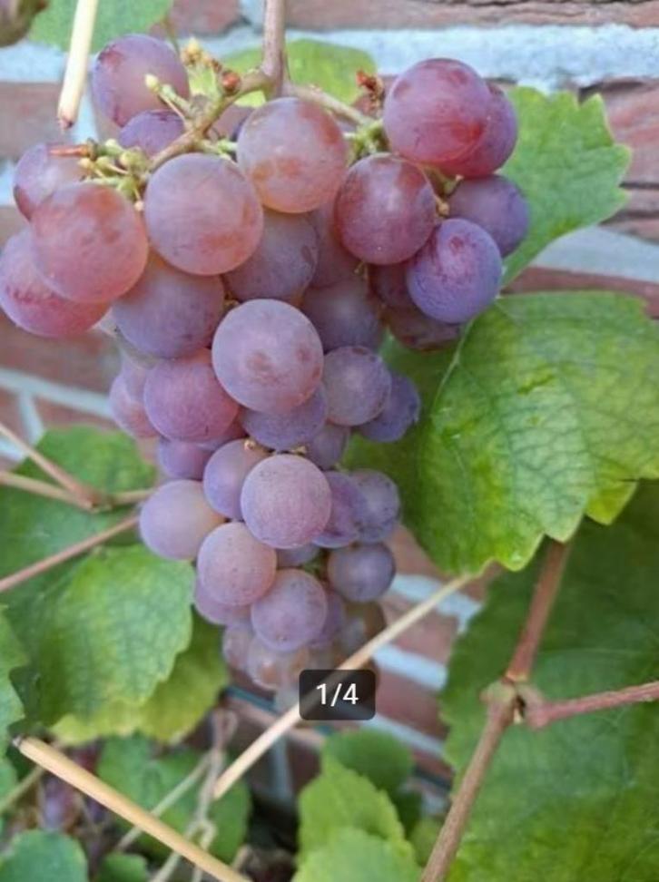 Druivenplantjes Vitis Vinifera 'Roland' (proefbaar), Tuin en Terras, Planten | Bomen, Overige soorten, Minder dan 100 cm, Volle zon