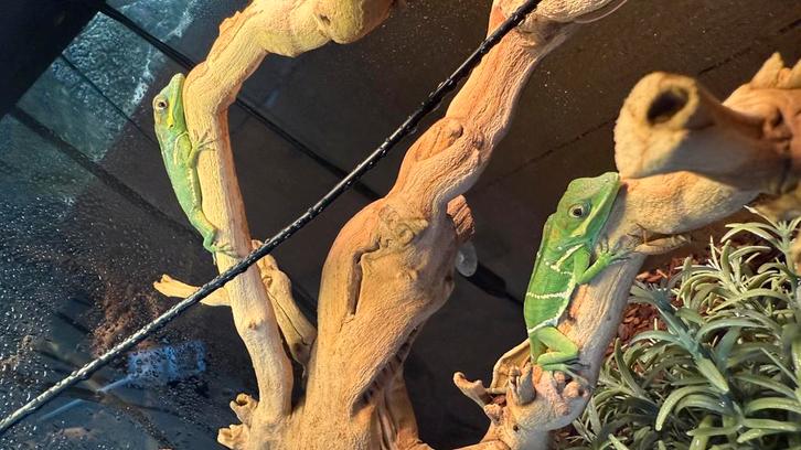 blue beauty anole  potior lees heel de advertentie, Dieren en Toebehoren, Reptielen en Amfibieën