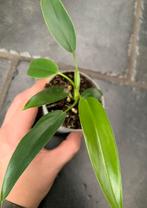 Philodendron ?, Huis en Inrichting, Ophalen of Verzenden