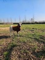 Kameroen schaap ram, Dieren en Toebehoren, Schapen, Geiten en Varkens, Mannelijk, Schaap, 0 tot 2 jaar