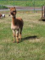 alpaca hengst, Dieren en Toebehoren, Mannelijk, 3 tot 5 jaar