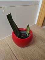 Sanseveria (vrouwentong) mooie jonge plant inclusief pot, Huis en Inrichting, Kamerplanten, Ophalen of Verzenden