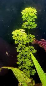 Verschillende soorten aquarium planten te koop aan 1 euro, Dieren en Toebehoren