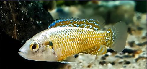 Pseudocrenilabrus multicolor - muilbroedende Afrikaanse rivi, Dieren en Toebehoren, Vissen | Aquariumvissen, Zoetwatervis, Vis