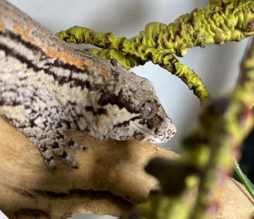 Gargoyle gekko vrouwtje, Dieren en Toebehoren, Reptielen en Amfibieën, Hagedis