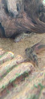 2 stuks  Corydoras Paleatus