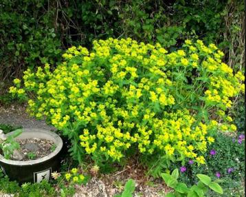 Euphorbia oblongata - Wolfmelk beschikbaar voor biedingen