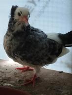 Kapucijnduifje, Dieren en Toebehoren, Vogels | Duiven