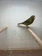 Kanarie, Dieren en Toebehoren, Vogels | Overige Vogels