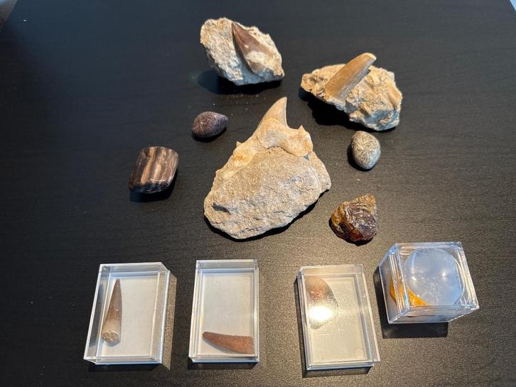 Verzameling fossielen, Verzamelen, Mineralen en Fossielen, Fossiel, Ophalen