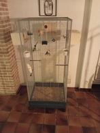 Koppel fisheries en agapornis inclusief kooi te koop., Dieren en Toebehoren