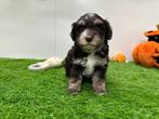 Nestje Havanezer pups, België, Overige rassen, CDV (hondenziekte), 8 tot 15 weken