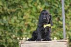 Engelse Cocker pupjes, België, CDV (hondenziekte), 8 tot 15 weken, Meerdere