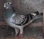 Koppel reisduiven, Dieren en Toebehoren, Meerdere dieren, Postduif