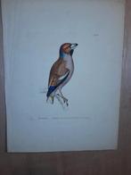 Kopergravure John William Lewin, Ophalen of Verzenden