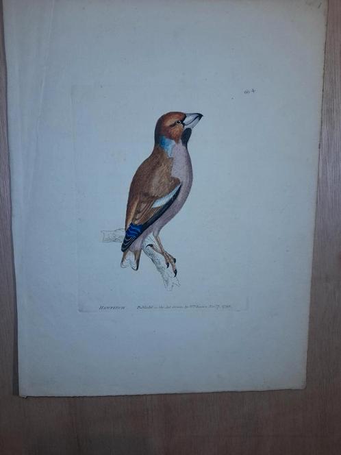 Kopergravure John William Lewin, Antiek en Kunst, Kunst | Etsen en Gravures, Ophalen of Verzenden