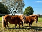 Shetlanders paddockmaatjes, Merrie, A pony (tot 1.17m), Onbeleerd, 11 jaar of ouder