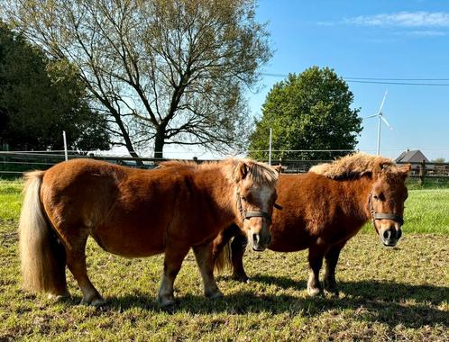 Shetlanders paddockmaatjes, Dieren en Toebehoren, Pony's, Merrie, Onbeleerd, A pony (tot 1.17m), Recreatiepony, 11 jaar of ouder