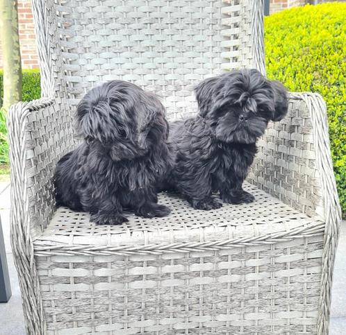 shih tzu pups, Dieren en Toebehoren, Honden | Chihuahua's en Gezelschapshonden, Meerdere dieren, Overige rassen, Fokker | Professioneel