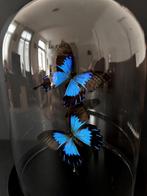 Splendide Envol de 2 Rares Papillons Ulysses Telegonus Globe, Enlèvement ou Envoi