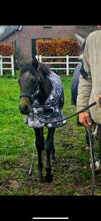 Pony deken, Ophalen, Deken