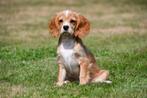 Cavalier King Charles Spaniël pups te koop, Dieren en Toebehoren, Honden | Retrievers, Spaniëls en Waterhonden, 15 weken tot 1 jaar