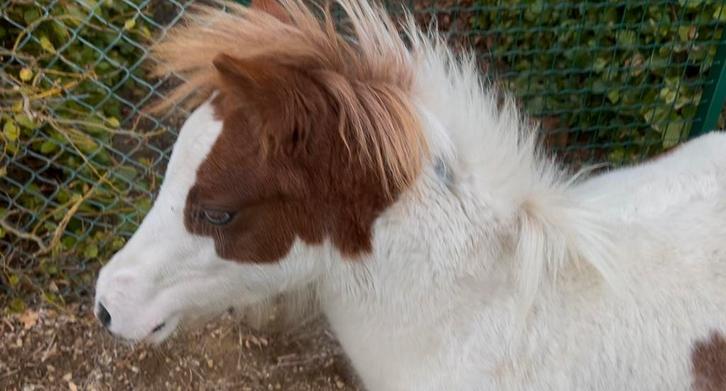 Prachtig splash bont amha amhr nmprs merrieveulen, Dieren en Toebehoren, Pony's, Ontwormd