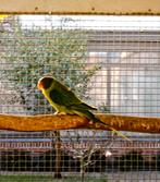 Edelparkieten himalaya, Geringd