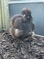 Zijdehoen usa hen, Dieren en Toebehoren, Vrouwelijk, Kip