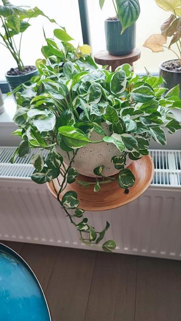 Scindapsus (epipremnum) N'Joy + pot beschikbaar voor biedingen