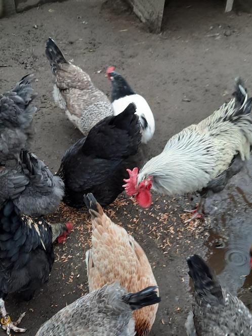 Broedeieren marans en olijfleggers, Dieren en Toebehoren, Pluimvee, Kip