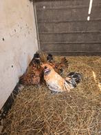 Brabanter leg en sierkip, Dieren en Toebehoren, Pluimvee