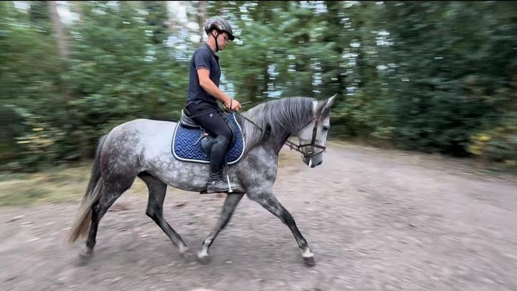 PRE met een hart van goud- super merrie, Dieren en Toebehoren, Paarden, Merrie, 165 tot 170 cm, 3 tot 6 jaar, Met stamboom, Gechipt