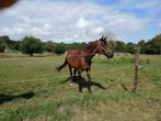 3 merries te koop, Merrie, Gechipt, M, Dressuurpaard