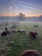 Ooien te koop, Dieren en Toebehoren, Schapen, Geiten en Varkens, Vrouwelijk, Schaap, 0 tot 2 jaar