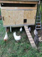 Zoek gratis kippen, Januari, Vrouwelijk