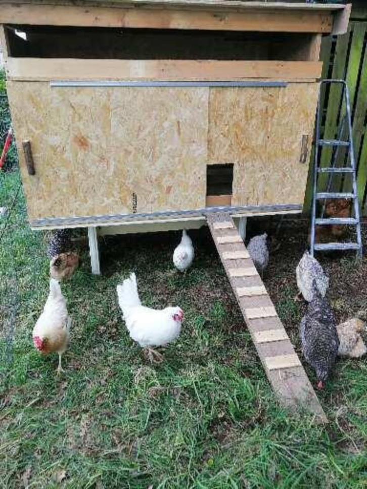 Zoek gratis kippen, Dieren en Toebehoren, Overige Dieren, Vrouwelijk, Januari