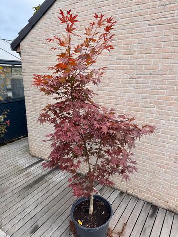 Japanse esdoorn : Acer Palmatum “Bloodgood” beschikbaar voor biedingen