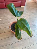 Bananenboom, Ophalen