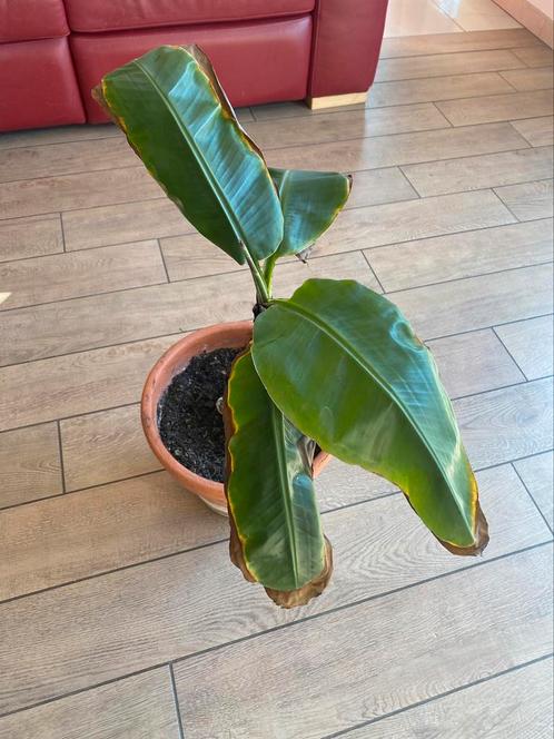 Bananenboom, Huis en Inrichting, Kamerplanten, Ophalen