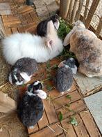 Rex Widder baby konijntjes 5 weken, Meerdere dieren, Klein, Hangoor, 0 tot 2 jaar