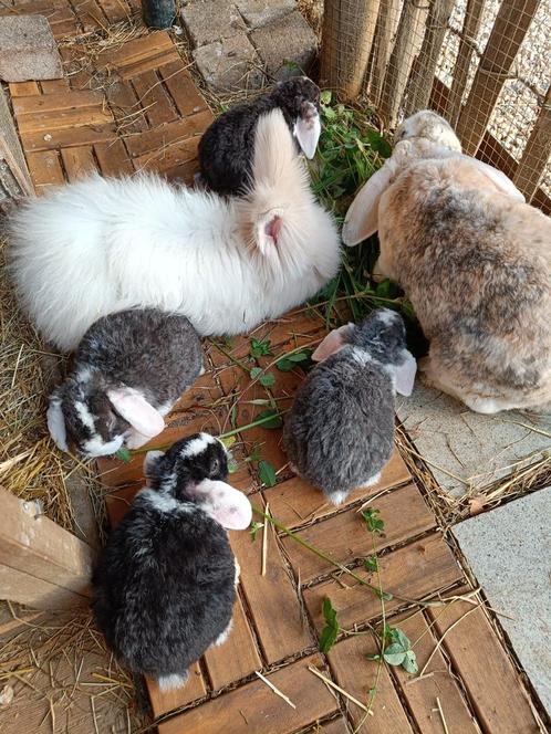 Rex Widder baby konijntjes 5 weken, Dieren en Toebehoren, Konijnen, Klein, Meerdere dieren, 0 tot 2 jaar, Hangoor