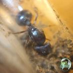 Reine des fourmis Carebara diversa