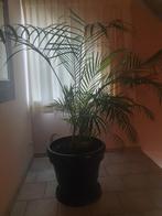 Grote palm met pot, Huis en Inrichting, Kamerplanten, Ophalen, Palm, Halfschaduw, In pot