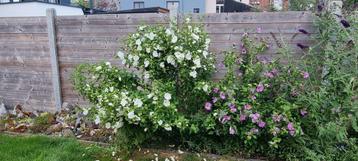Hibiscus (nog 2 beschikbaar)

 beschikbaar voor biedingen