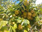 Kweeperen vers van de boom, Ophalen